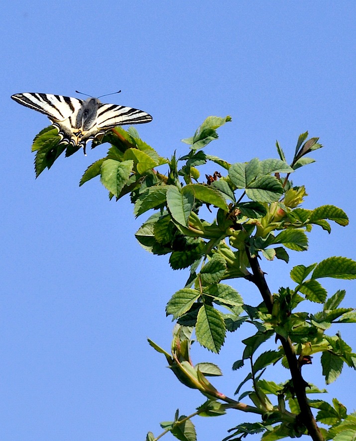 Arbusti da identificare - Rosa sp.